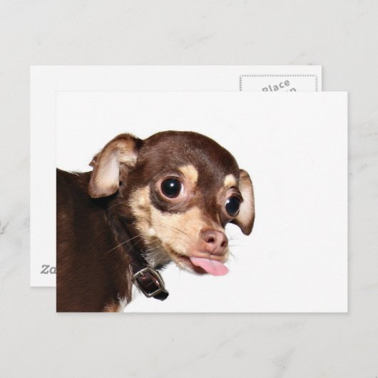 Briefkaart over de houding van Chihuahua (Voorkant / Achterkant)