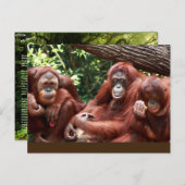 Briefkaart over Orangutans voor Cindy Noodleberry (Voorkant / Achterkant)