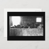 Briefkaart overbelaste koeien. (Voorkant / Achterkant)