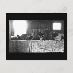 Briefkaart overbelaste koeien.