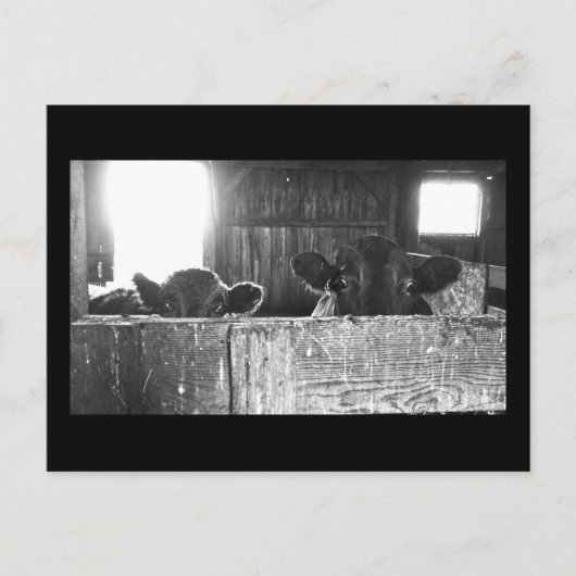 Briefkaart overbelaste koeien. (Voorkant)