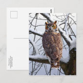 briefkaart "Owl in Winter" (Voorkant / Achterkant)