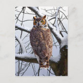 briefkaart "Owl in Winter" (Voorkant)