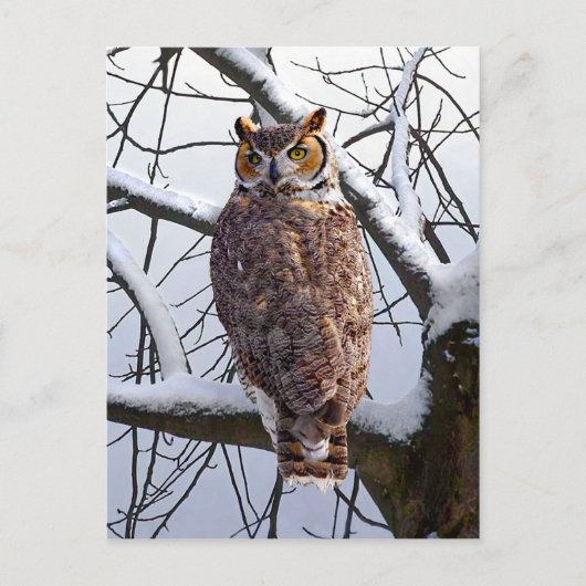 briefkaart "Owl in Winter" (Voorkant)