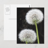 Briefkaart - Paardebloemen (Voorkant / Achterkant)