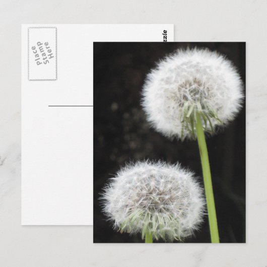 Briefkaart - Paardebloemen (Voorkant / Achterkant)