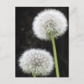 Briefkaart - Paardebloemen (Voorkant)