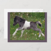 Briefkaart paarden #3 (Voorkant / Achterkant)