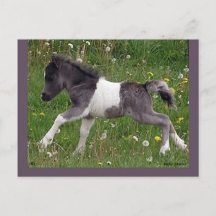 Briefkaart  paarden #3