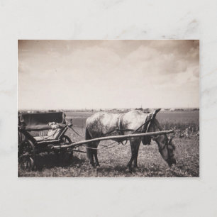 Briefkaart "Paarden en vervoer"
