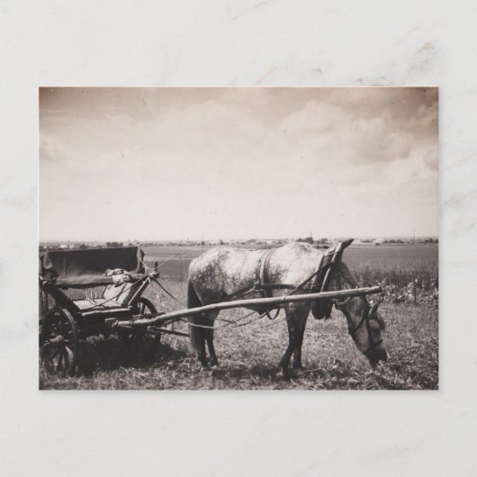 Briefkaart "Paarden en vervoer" (Voorkant)