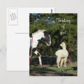 Briefkaart Paardenalpaca (Voorkant / Achterkant)