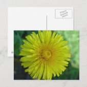 Briefkaart - Paardenbloem (Voorkant / Achterkant)