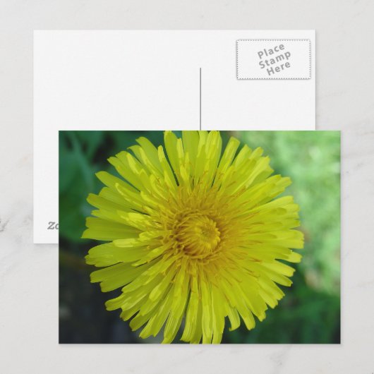 Briefkaart - Paardenbloem (Voorkant / Achterkant)