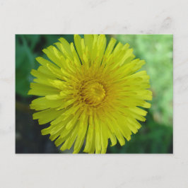 Briefkaart - Paardenbloem