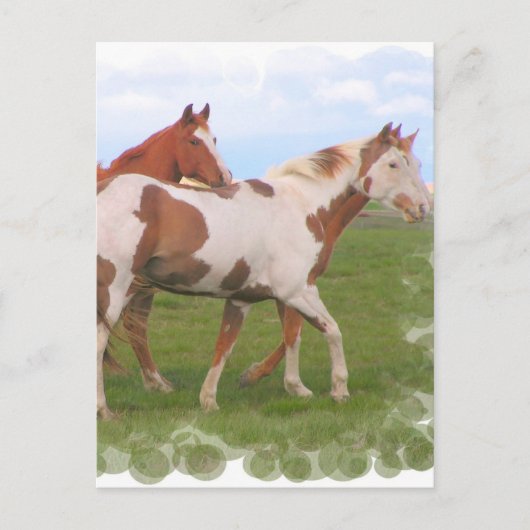 Briefkaart Paardenhaar (Voorkant)