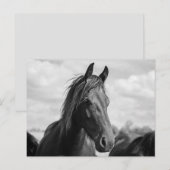 briefkaart paardenkop (Voorkant / Achterkant)