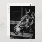 Briefkaart Paardenprofiel (Voorkant / Achterkant)