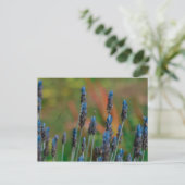 Briefkaart Paars Blue Lavender Flowers (Staand voorkant)