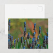 Briefkaart Paars Blue Lavender Flowers (Voorkant / Achterkant)