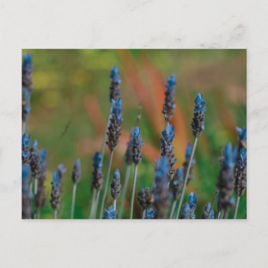 Briefkaart Paars Blue Lavender Flowers (Voorkant)
