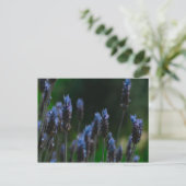 Briefkaart Paars Blue Lavender Flowers (Staand voorkant)