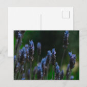 Briefkaart Paars Blue Lavender Flowers (Voorkant / Achterkant)