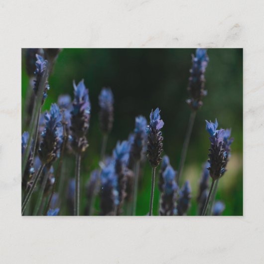 Briefkaart Paars Blue Lavender Flowers (Voorkant)