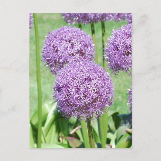Briefkaart Paars Flowers (Voorkant)