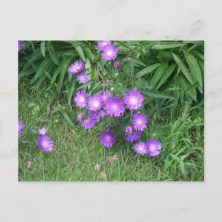 Briefkaart Paars Flowers
