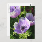 Briefkaart Paarse Anemone Flowers (Voorkant / Achterkant)