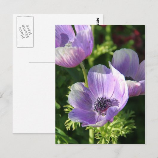 Briefkaart Paarse Anemone Flowers (Voorkant / Achterkant)