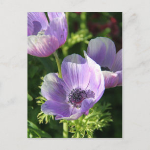 Briefkaart Paarse Anemone Flowers