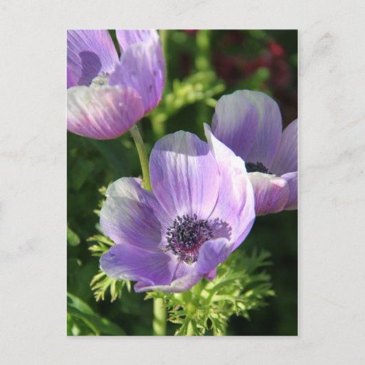 Briefkaart Paarse Anemone Flowers (Voorkant)