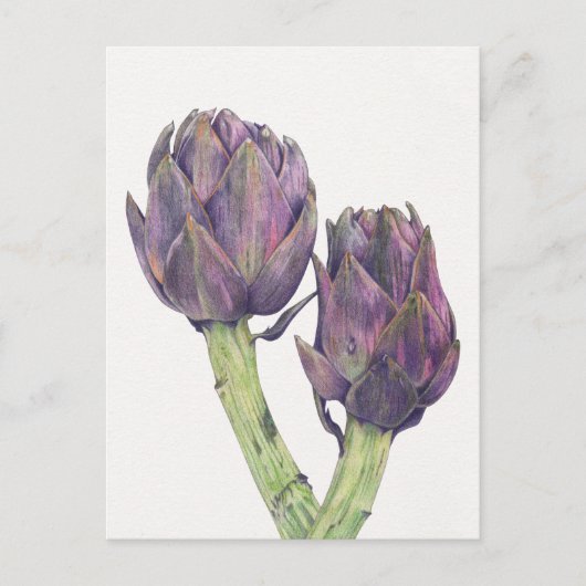 Briefkaart Paarse artichokes (Voorkant)