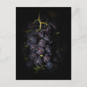 Briefkaart Paarse druiven