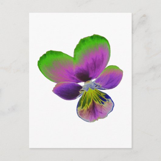 Briefkaart Paarse en groene Pansy (Voorkant)