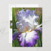 briefkaart, "PAARSE EN WITTE IRIS MET GOUD" Briefkaart (Voorkant / Achterkant)