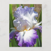 briefkaart, "PAARSE EN WITTE IRIS MET GOUD" Briefkaart (Voorkant)