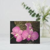 Briefkaart: Paarse gestreepte orchideeën Briefkaart (Staand voorkant)