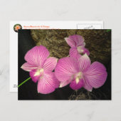 Briefkaart: Paarse gestreepte orchideeën Briefkaart (Voorkant / Achterkant)