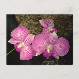 Briefkaart: Paarse gestreepte orchideeën Briefkaart