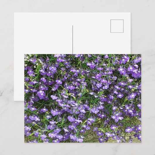 Briefkaart Paarse lentevloeren (Voorkant / Achterkant)