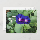 Briefkaart Paarse morning Glory Flowers (Voorkant / Achterkant)