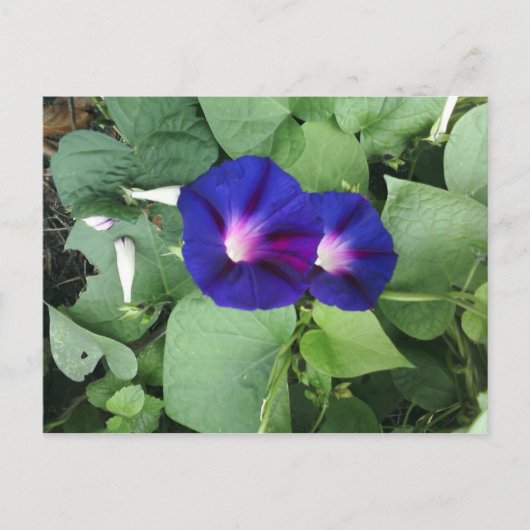 Briefkaart Paarse morning Glory Flowers (Voorkant)
