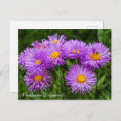 Briefkaart Paarse vloeren (Erigeron) (Voorkant / Achterkant)