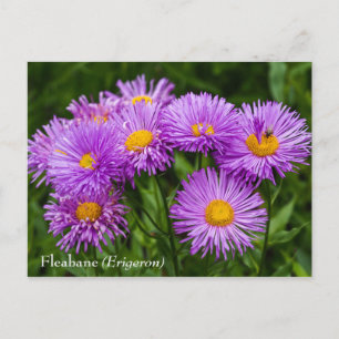 Briefkaart Paarse vloeren (Erigeron)