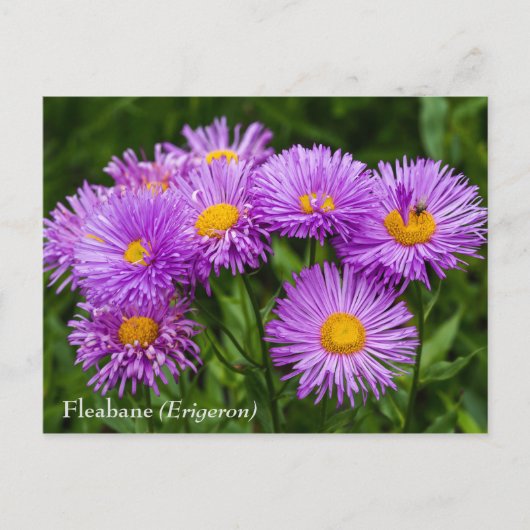 Briefkaart Paarse vloeren (Erigeron) (Voorkant)