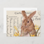 Briefkaart paasbunny Daffodil (Voorkant / Achterkant)