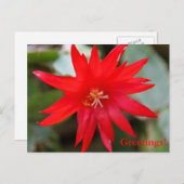 Briefkaart - Paascactus (Voorkant / Achterkant)